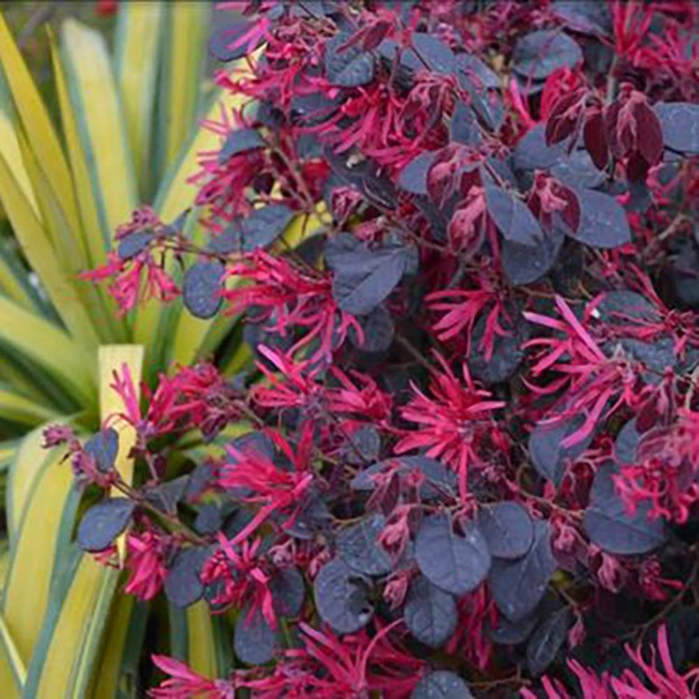 Arbust Chinezesc Loropetalum Black Pearl, cu flori violet-inchis negru - VERDENA-20-25 cm inaltime, livrat in ghiveci de 2 l