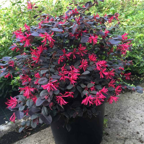 Arbust Chinezesc Loropetalum Black Pearl, cu flori violet-inchis negru