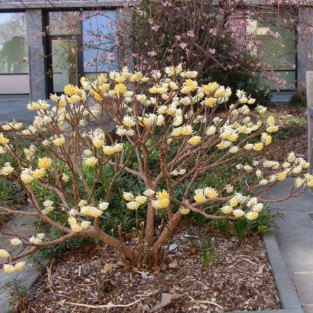 Arbust de hartie Edgeworthia Grandiflora- parfum intens - VERDENA-30-40 cm inaltime, livrat in ghiveci de 3 l