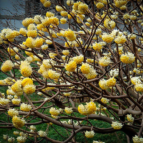 Arbust de hartie Edgeworthia Grandiflora- parfum intens - VERDENA-30-40 cm inaltime, livrat in ghiveci de 3 l