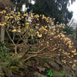 Arbust de hartie Edgeworthia Grandiflora- parfum intens - VERDENA-30-40 cm inaltime, livrat in ghiveci de 3 l
