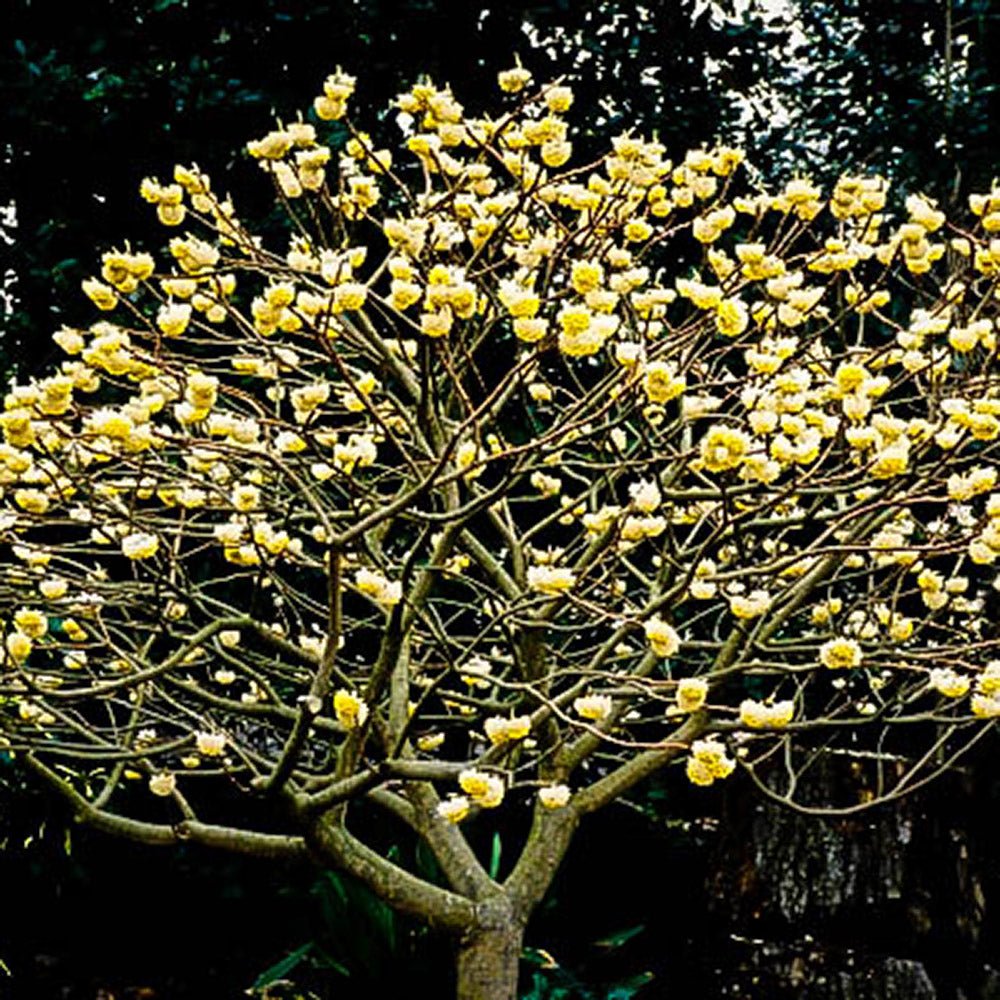Arbust de hartie Edgeworthia Grandiflora - Tip copac cu parfum intens - VERDENA-Tulpina de 80 cm in ghiveci de 20 l