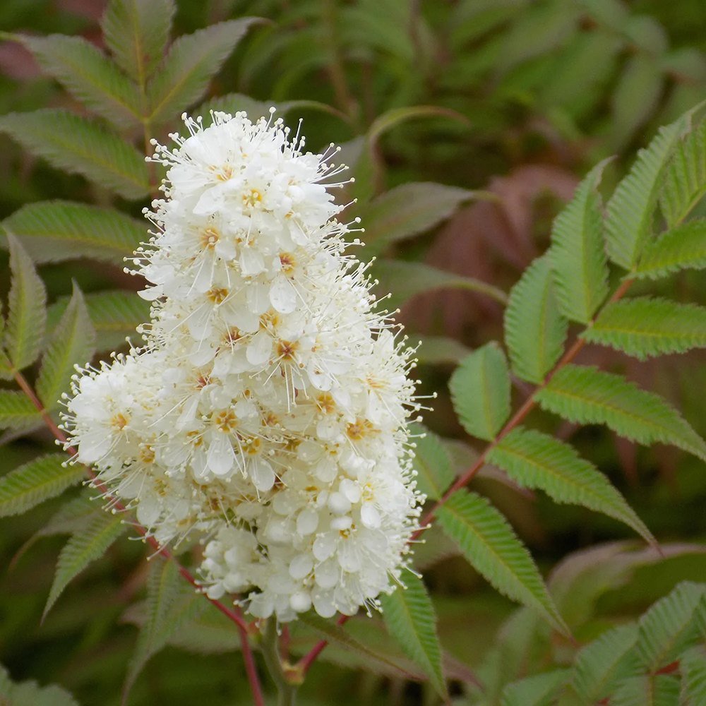 Arbust Sorbaria sorbifolia Sem, cu culorile schimbatoare