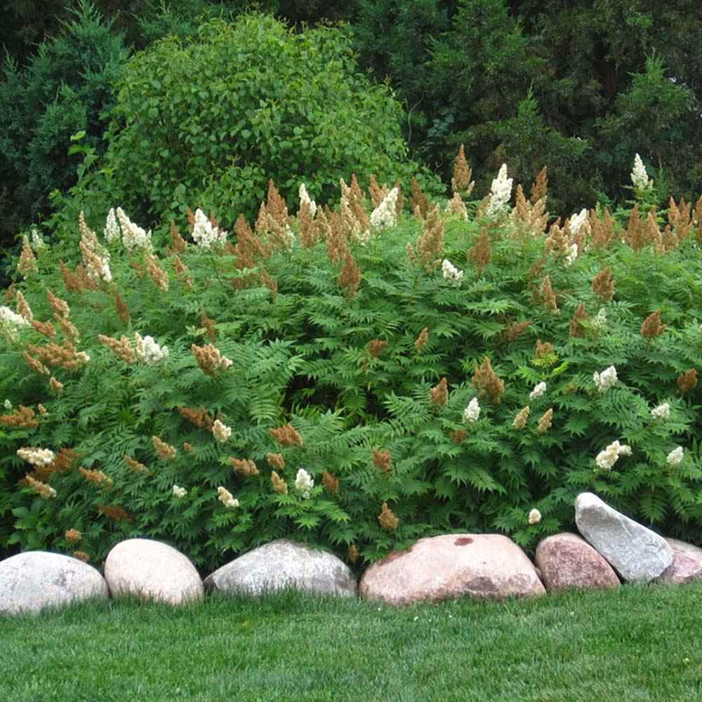 Arbust Sorbaria sorbifolia Sem, cu culorile schimbatoare