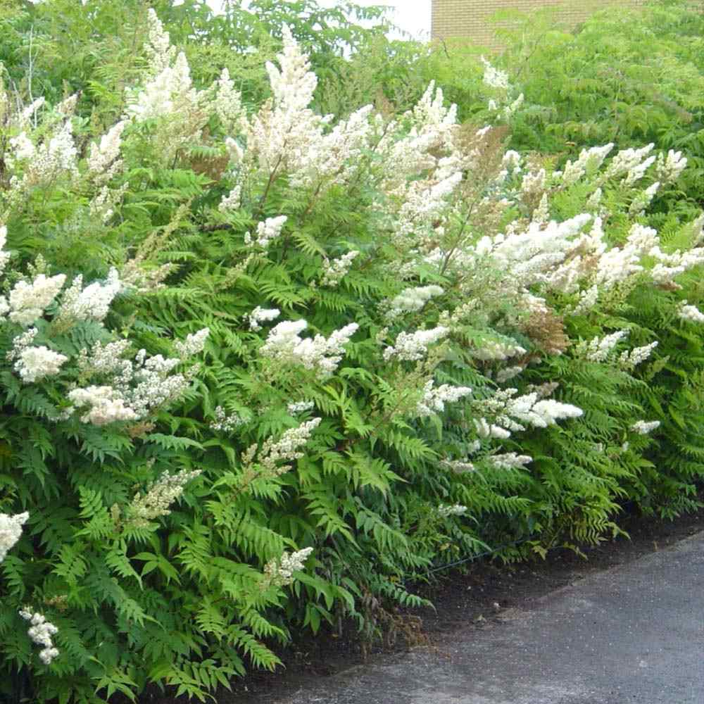 Arbust Sorbaria sorbifolia Sem, cu culorile schimbatoare