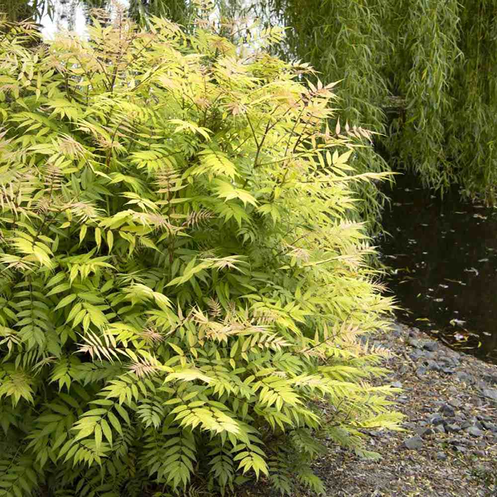 Arbust Sorbaria sorbifolia Sem, cu culorile schimbatoare