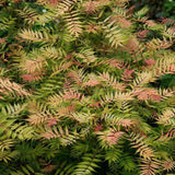 Arbust Sorbaria sorbifolia Sem, cu culorile schimbatoare - VERDENA-40-50 cm inaltime, livrat in ghiveci de 3 l