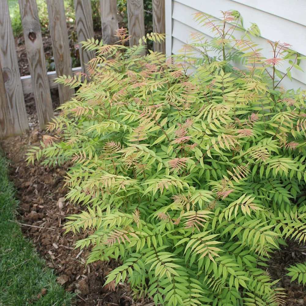 Arbust Sorbaria sorbifolia Sem, cu culorile schimbatoare