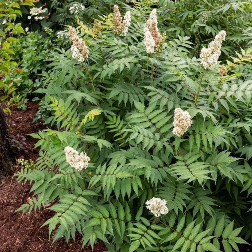 Arbust Sorbaria sorbifolia Sem, cu culorile schimbatoare