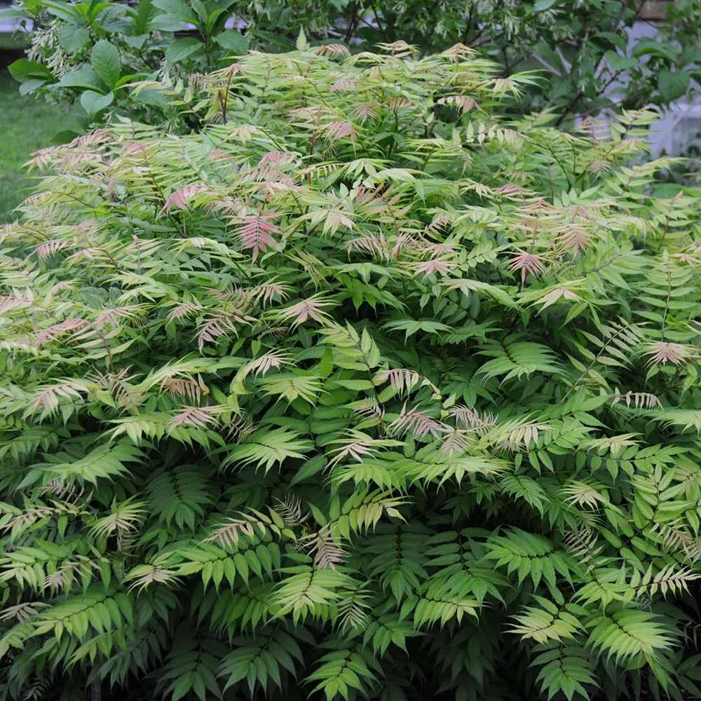 Arbust Sorbaria sorbifolia Sem, cu culorile schimbatoare