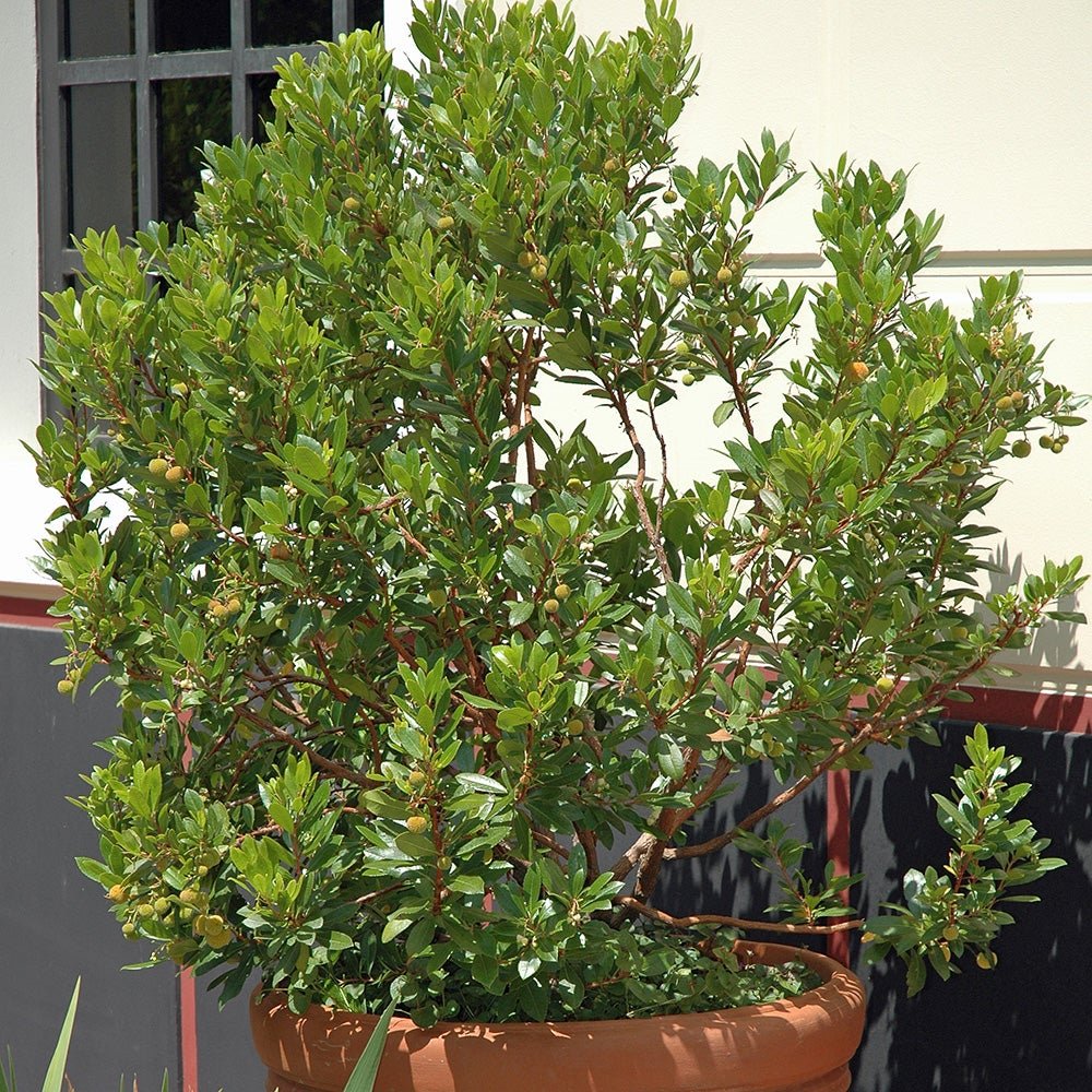 Black Friday - Reduceri Arborele de capsuni (Arbutus Unedo) Promotie