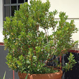 Arbutus unedo Minlily - VERDENA-90-100 cm inaltime la livrare, in ghiveci de 18 L