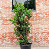 Black Friday - Reduceri Arborele de capsuni (Arbutus Unedo) Promotie