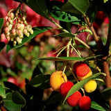 Black Friday - Reduceri Arborele de capsuni (Arbutus Unedo) Promotie