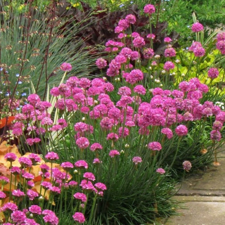 Armeria Abbey Deep Rose