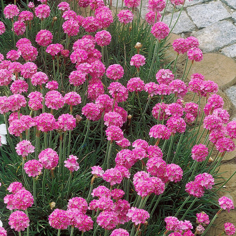 Armeria Abbey Deep Rose