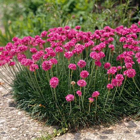 Armeria maritima - VERDENA-10-20 cm inaltime livrat in ghiveci de 1.3 L