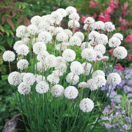 Armeria Maritima Alba