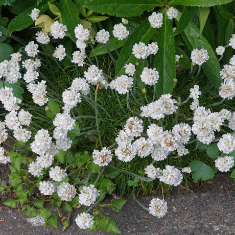 Armeria maritima Alba - VERDENA-10-20 cm inaltime livrat in ghiveci de 1.3 L