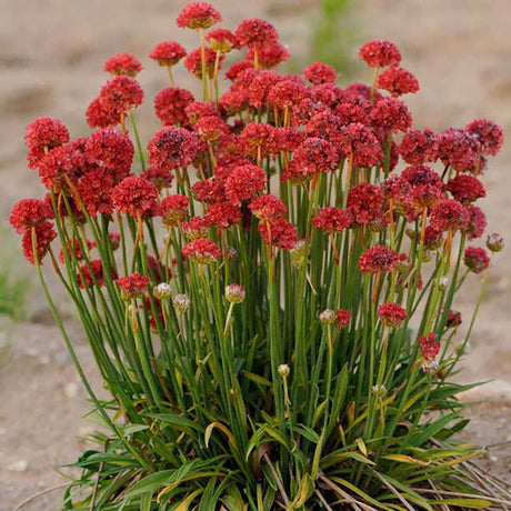 Armeria Red Ballerina - VERDENA-25 cm inatlime livrat in ghiveci cu Ø de 15 cm