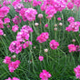 Armeria Splendens - VERDENA-35 cm inaltime livrat in ghiveci cu Ø 17 cm