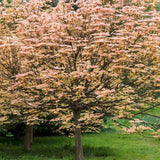 Artar Brilliantissimum, cu frunzis roz-somon - VERDENA-Tulpina de 120 cm inaltime, livrat in ghiveci de 7.5 l