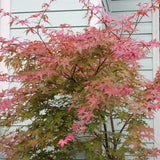 Artar Japonez Deshojo, cu frunzis roz-rosu-auriu - VERDENA-80-100 cm inaltime, livrat in ghiveci de 10 l