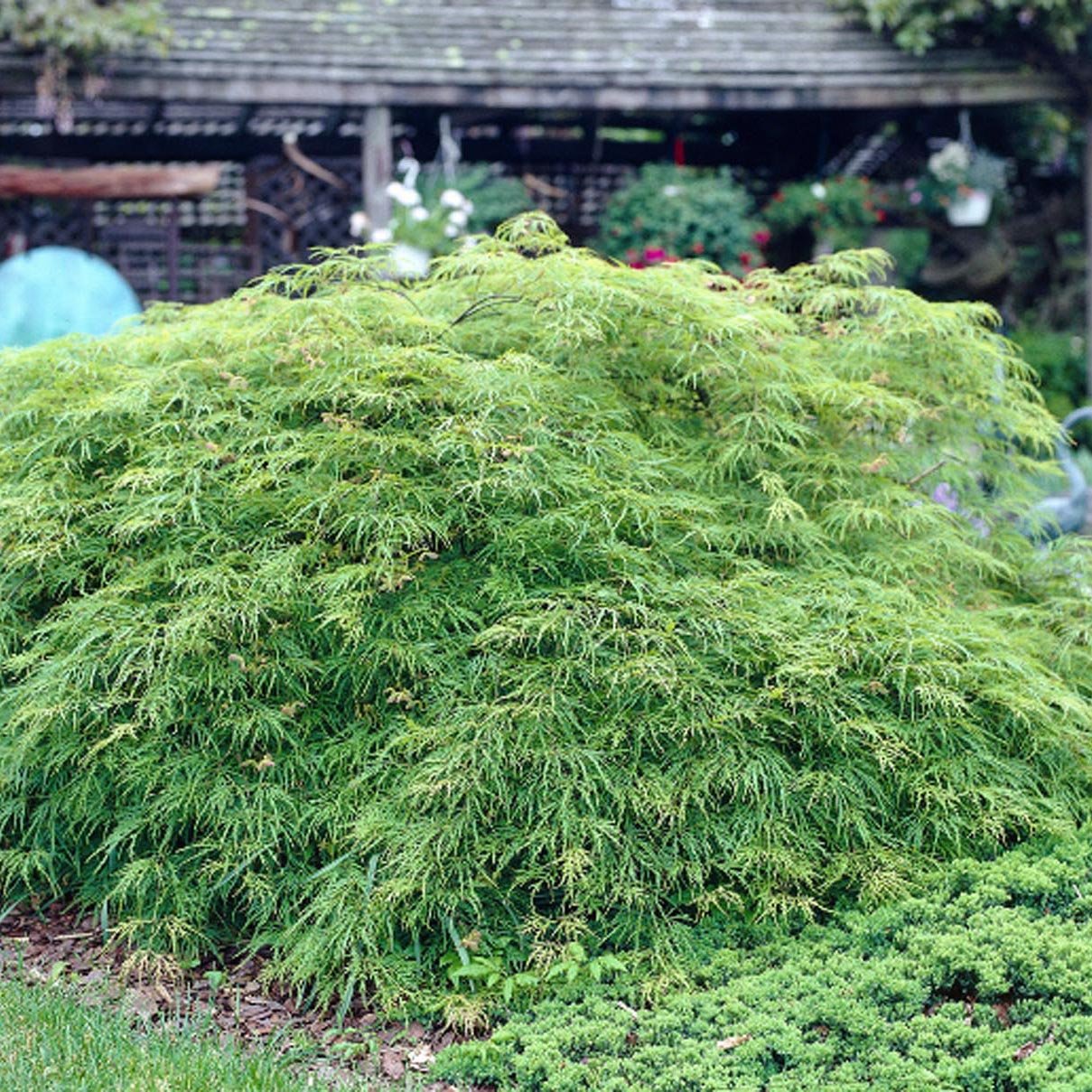 Artar Japonez Dissectum Viridis, cu frunzis verde