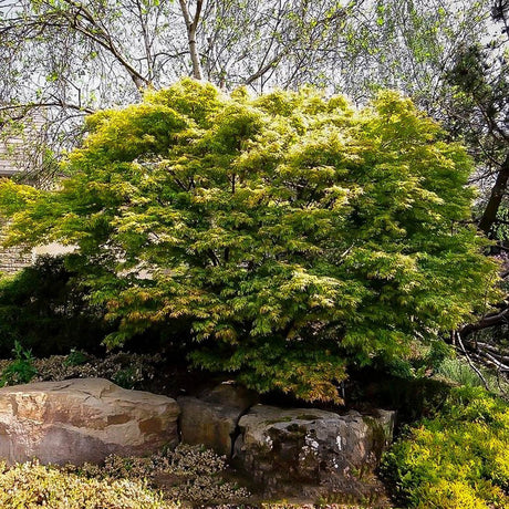 Artar Japonez Katsura (Acer Palmatum Katsura) - VERDENA-50-60 cm inaltime, livrat in ghiveci de 4 l