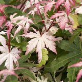 Artar Japonez Oridono-nishiki, cu frunzis roz, verde si alb - VERDENA-30-40 cm inaltime, livrat in ghiveci de 3 l