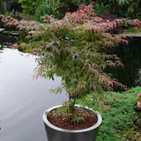 Artar japonez Shirazz - VERDENA-Tulpina de 60 cm inaltime livrat in ghiveci de 15 L