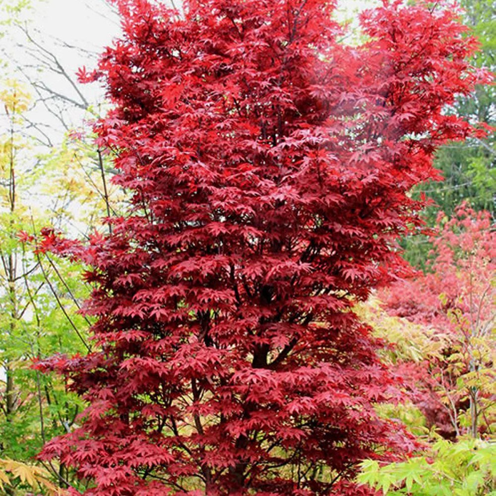 その他 Bittering Thorns EA RF Artar Rosu Japonez Twombly's Red Sentinel | Verdena – VERDENA