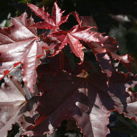 Artar Norvegian rosu Royal Red, cu frunzis rosu, colorit de toamna