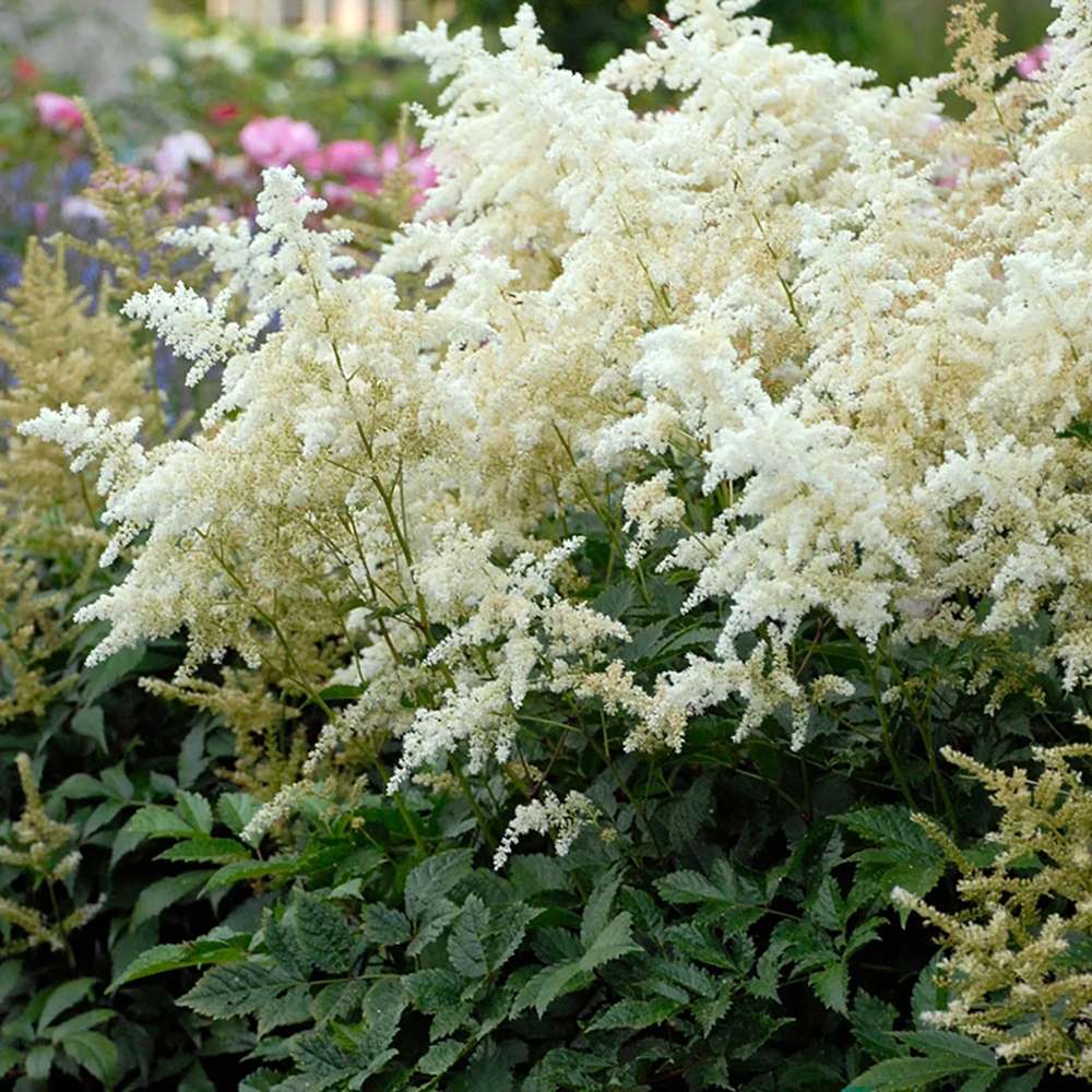 Astilbe Germania (Deutschland), cu flori albe