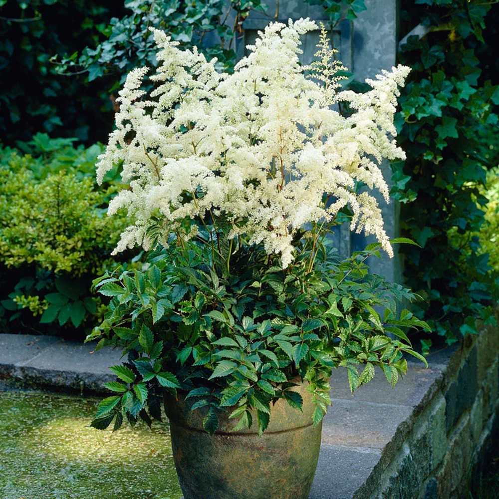 Astilbe Germania (Deutschland), cu flori albe - VERDENA-livrat in ghiveci de 0.7 l