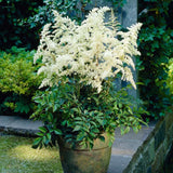 Astilbe Germania (Deutschland), cu flori albe