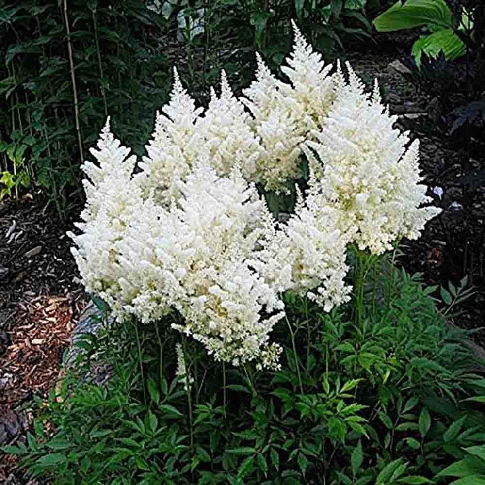 Astilbe Germania (Deutschland), cu flori albe