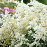 Astilbe Germania (Deutschland), cu flori albe - VERDENA-livrat in ghiveci de 0.7 l