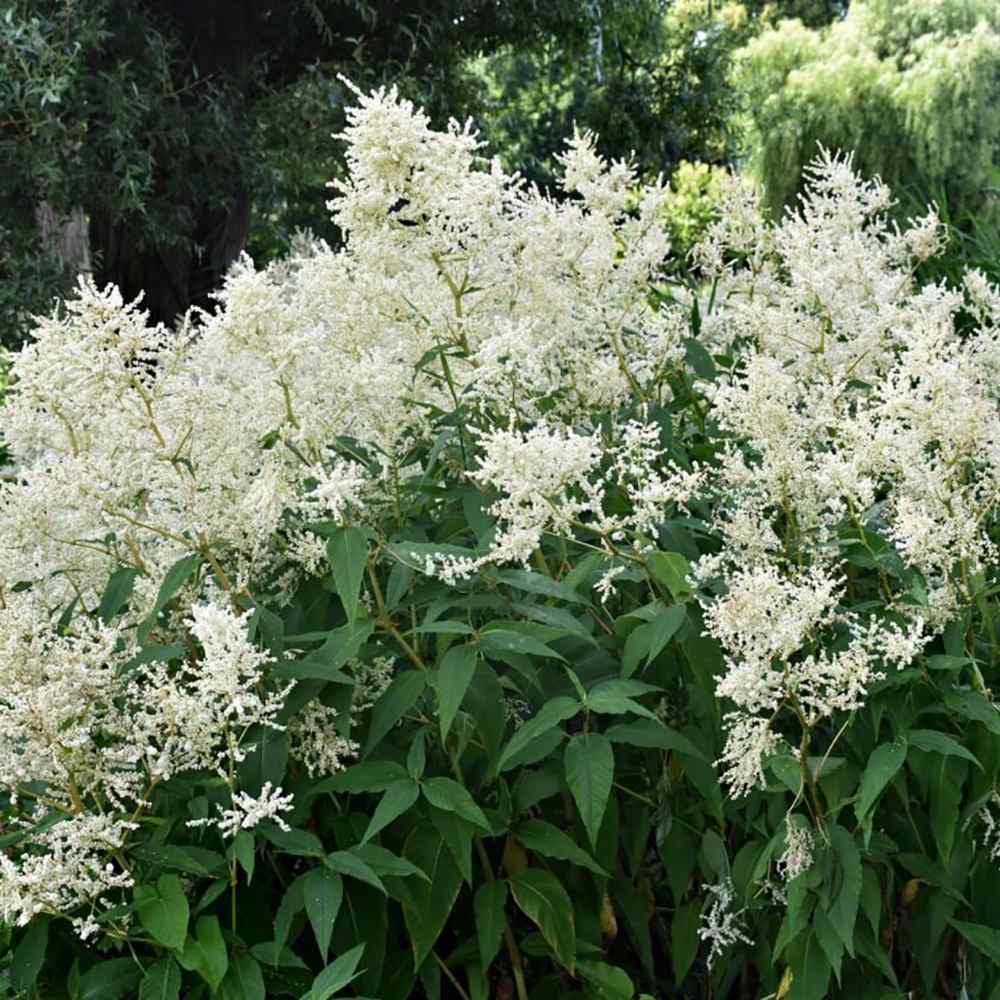 Astilbe Germania (Deutschland), cu flori albe