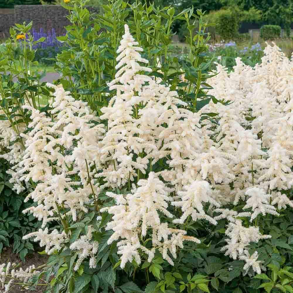 Astilbe Germania (Deutschland), cu flori albe