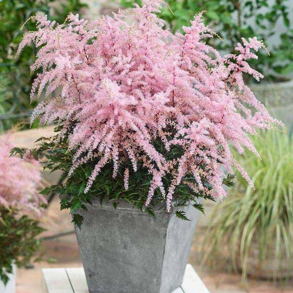 Astilbe Hennie Graafland, cu flori roz