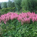 Astilbe Vision in Pink, cu flori roz-pink - VERDENA-livrat in ghiveci de 0.7 l