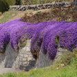 Aubrieta Cascade Purple (Campanula), taratoare, cu flori violet intens