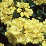Azalee Japoneza (Rhododendron) Goldinetta, cu flori galbene - VERDENA-30-40 cm inaltime, livrat in ghiveci de 5 l