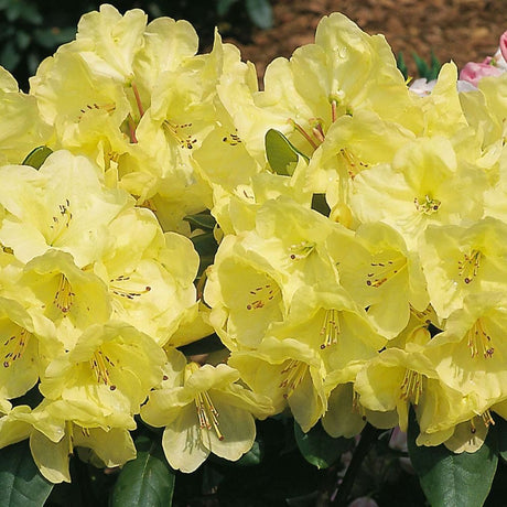 Azalee Japoneza (Rhododendron) Goldinetta, cu flori galbene - VERDENA-30-40 cm inaltime, livrat in ghiveci de 5 l