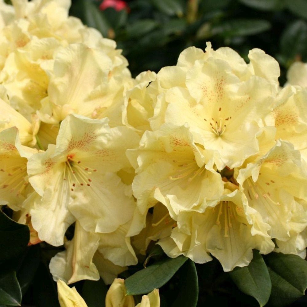 Azalee Japoneza (Rhododendron) Goldinetta, cu flori galbene - VERDENA-30-40 cm inaltime, livrat in ghiveci de 5 l