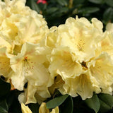 Azaleea Japoneza (Rhododendron) Goldinetta, cu flori galbene