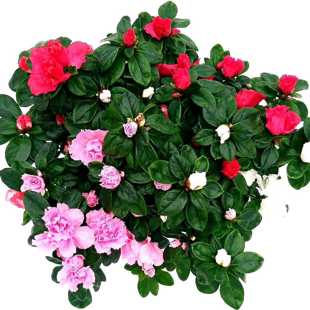 Azaleea japoneza (Rhododendron) Carnaval Tricolor