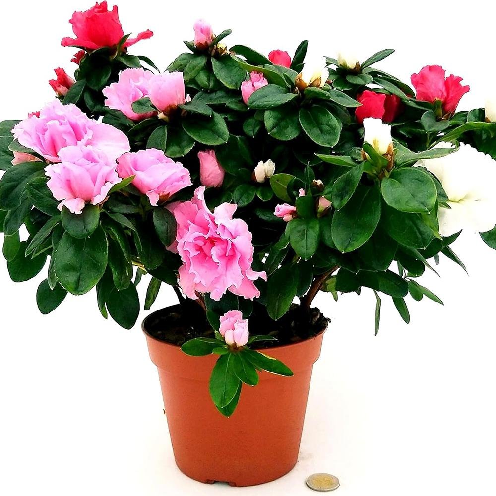 Azaleea japoneza (Rhododendron) Carnaval Tricolor