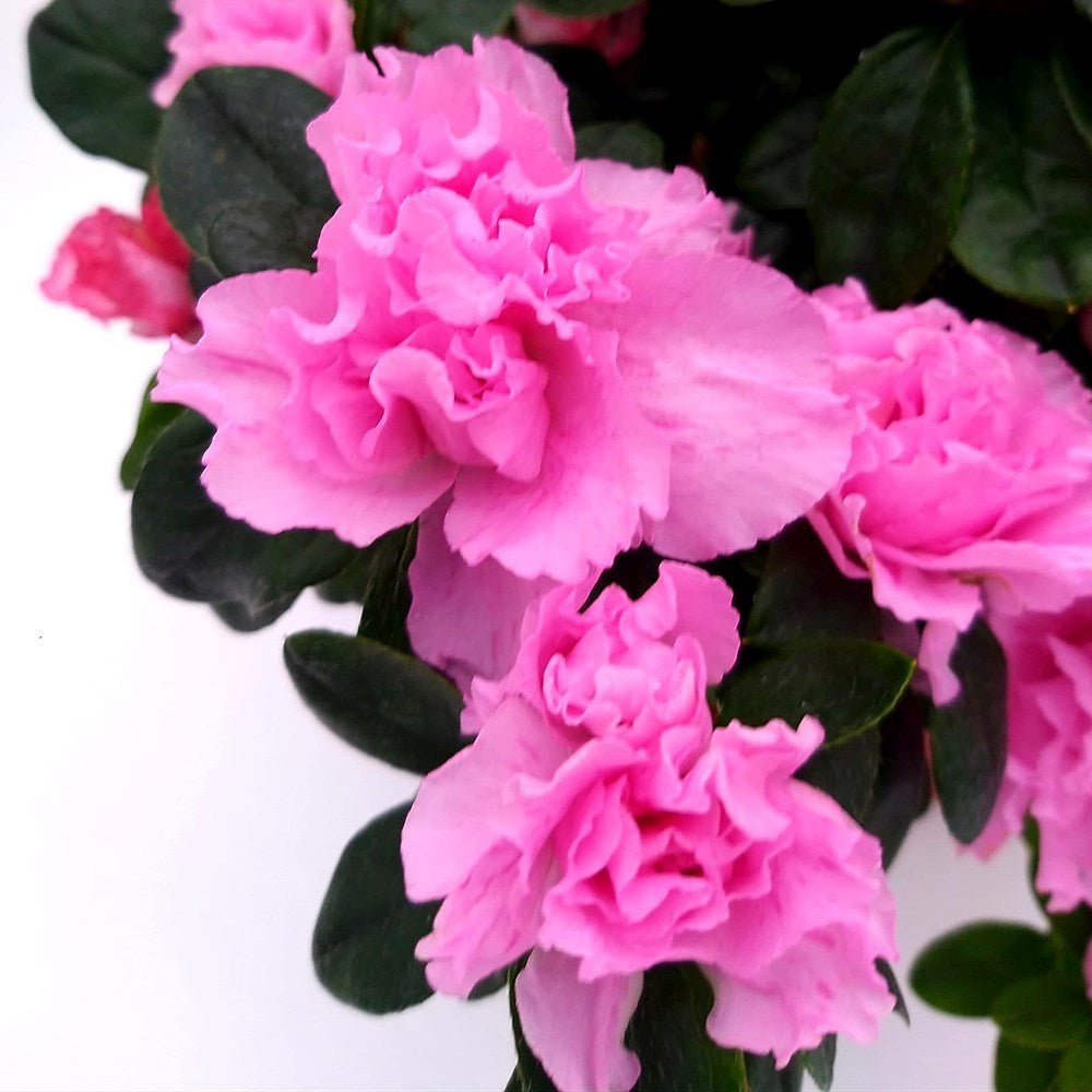 Azaleea japoneza (Rhododendron) Carnaval Tricolor